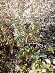 Ziziphora clinopodioides