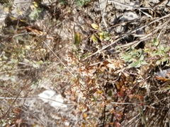 Ziziphora clinopodioides