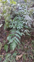 Tectaria melanocaulos