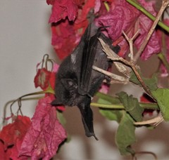 Myotis nigricans