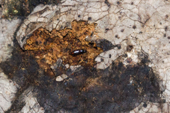 Rhizophagus bipustulatus