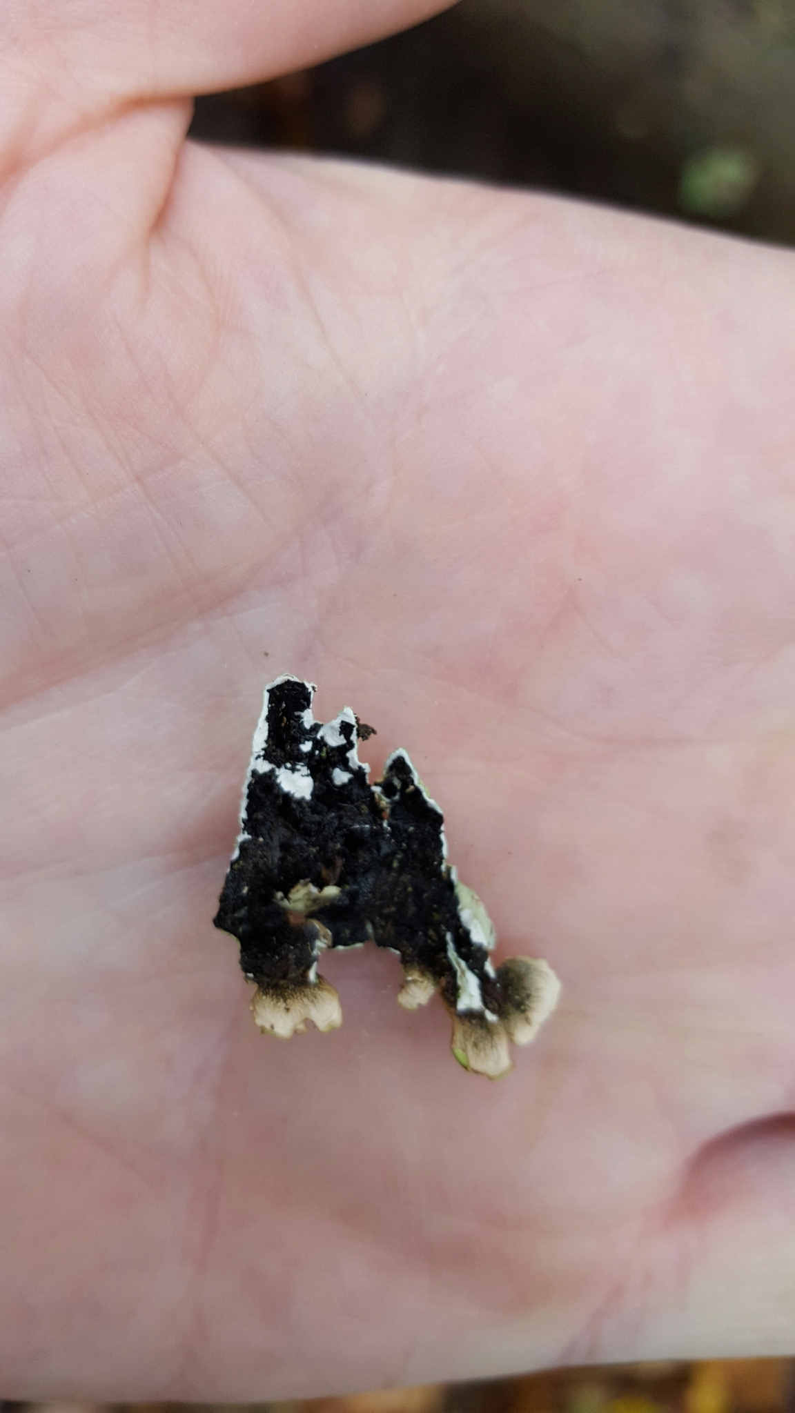 Flavoparmelia caperata image