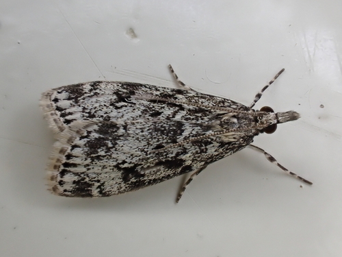 Eudonia truncicolella (Stainton, 1849)