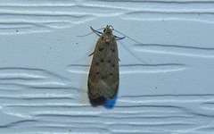 Anacampsis innocuella