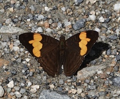 Adelpha zina
