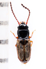Phloeolaemus