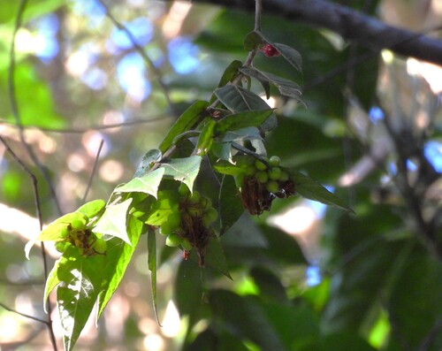 Aceratium concinnum observed 2025-07-18