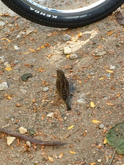 Passer domesticus