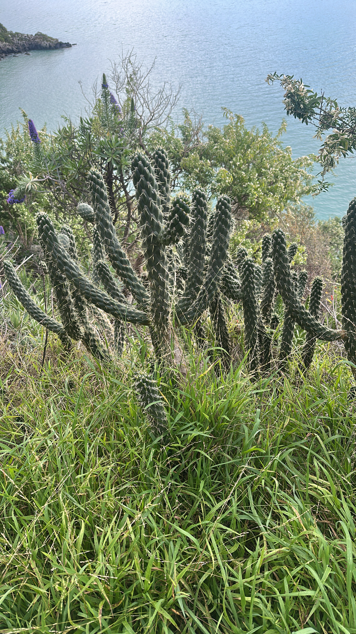 Imagem de Austrocylindropuntia cylindrica