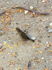 Passer domesticus
