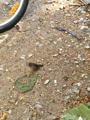 Passer domesticus