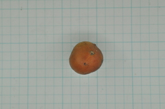 Suregada aequorea