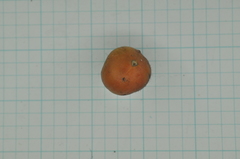 Suregada aequorea