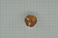 Suregada aequorea