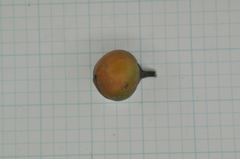 Suregada aequorea