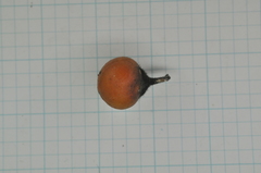 Suregada aequorea