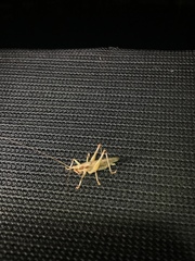 Larifugagraecia spuria