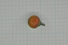 Suregada aequorea