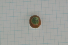 Suregada aequorea