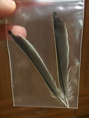 Serinus canaria domesticus