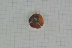 Suregada aequorea