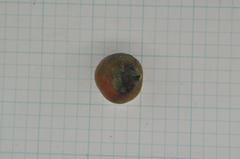 Suregada aequorea