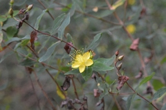 Hypericum grandifolium