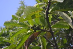 Ficus obtusifolia