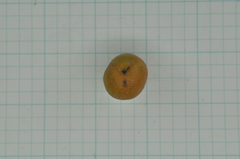 Suregada aequorea