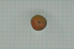 Suregada aequorea