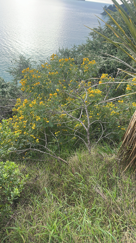 Senna multiglandulosa