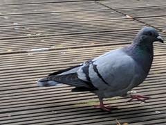 Columba livia domestica