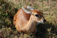 Raphicerus campestris neumanni