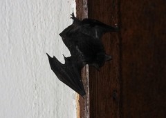 Myotis nigricans