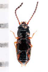 Phloeolaemus