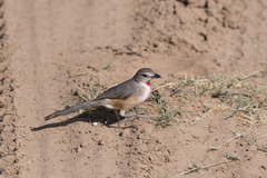 Rhodophoneus cruentus