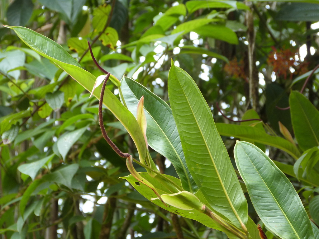Anthurium mindense