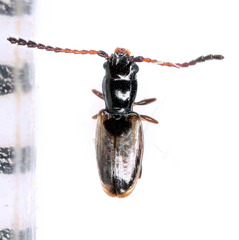 Phloeolaemus