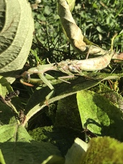 Mantis religiosa