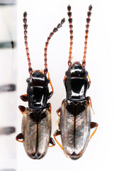 Phloeolaemus