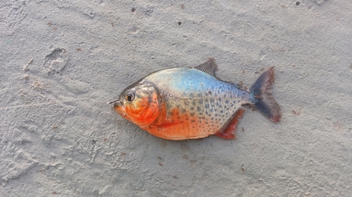 Redbelly Piranha