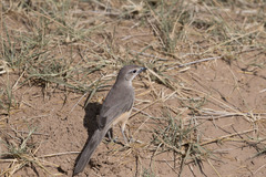 Rhodophoneus cruentus