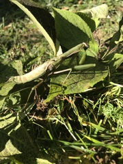Mantis religiosa
