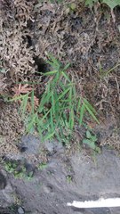 Pogonatherum crinitum