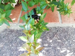 Xylocopa
