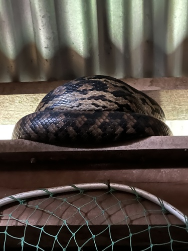 Australian Scrub Python sighting