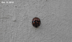 Aiolocaria hexaspilota