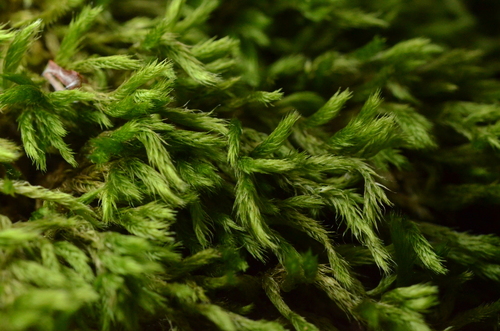 Homalothecium philippeanum observed 2025-07-18