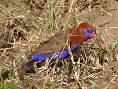 Granatina ianthinogaster
