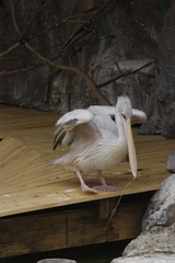 Pelecanus rufescens